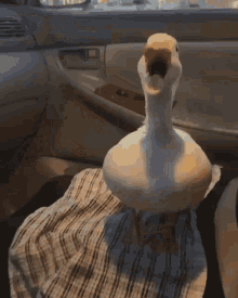 duck quack squawk squawking honk