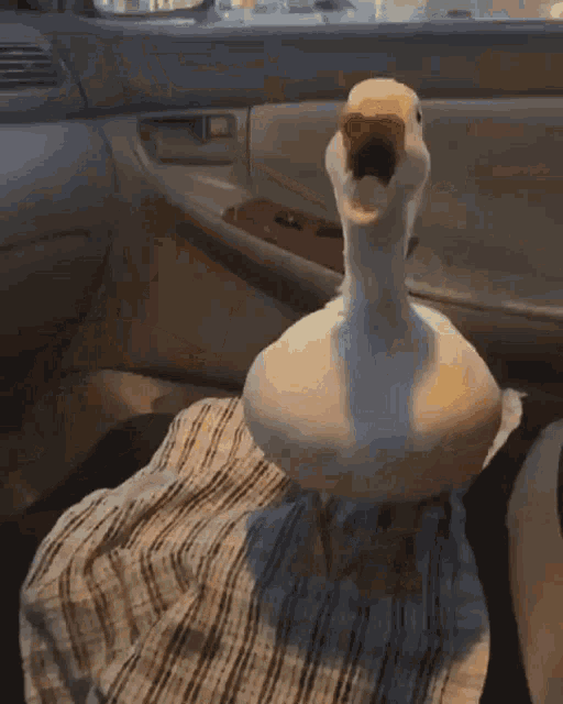 Duck Quack GIF - Duck Quack Walk - Discover & Share GIFs