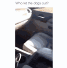 a person is sitting in the back seat of a car with a dog .