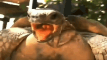 Tortoises Turtles GIF - Tortoises Turtles Iggydr GIFs