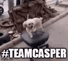 Teamcasper Dog GIF - Teamcasper Teamcas Dog GIFs