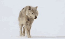 Lone Wolf GIF - Snowing Winter Wolf GIFs