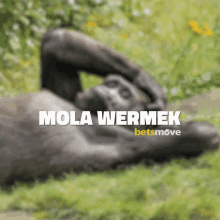 Mola Vermek Maymun GIF - Mola Vermek Maymun Goril GIFs