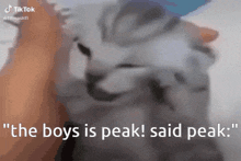 a close up of a cat with the words " the boys is peak said peak " below it