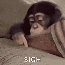 a chimpanzee is laying on a couch and pointing at the camera .