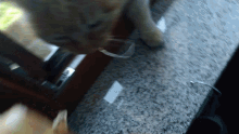 Cat Cat Eating GIF - Cat Cat Eating Cat Eating Food GIFs