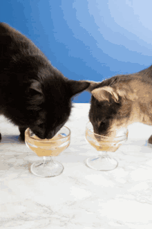 Cat Share GIF - Cat Share Drink GIFs