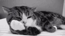 Cat Licking GIF - Cat Licking Cleaning GIFs