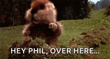 a beaver is standing on its hind legs in the grass and says `` hey phil , over here . ''