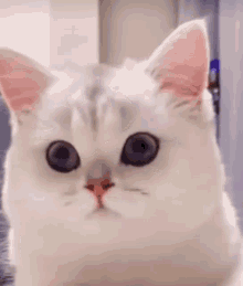 Cute Cat GIF - Cute Cat Smile GIFs