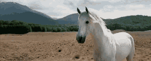 Yes Please GIF - Horse Horses Equine GIFs