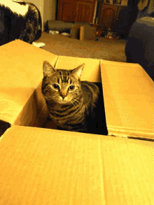Boxes Cat GIF - Boxes Cat Cats GIFs