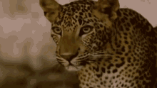 Leopard Out GIF - Cats Leopards Animal GIFs