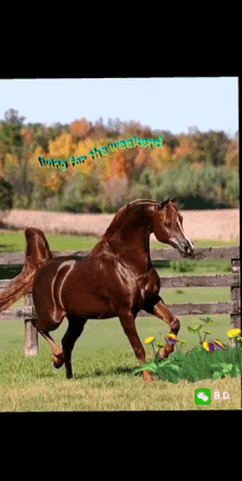 Happy Weekend Horse GIF - Happy Weekend Horse Living For The Weekend GIFs