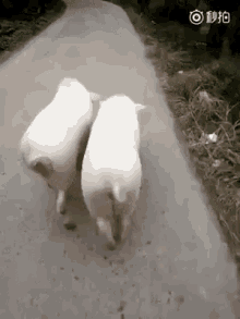 Pig Booty GIF - Pig Booty Ass GIFs