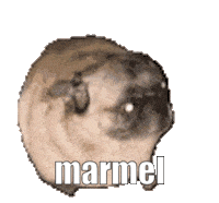 Marmel Pug Sticker - Marmel Pug Pug Dancing Stickers