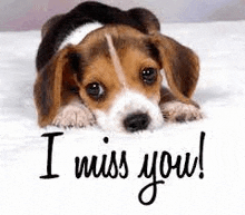 I Miss You Puppy GIF