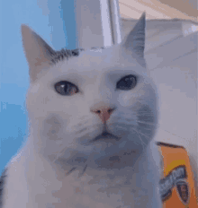 Sigma Sigma Cat GIF - Sigma Sigma Cat Cat GIFs