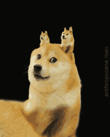 GIF
