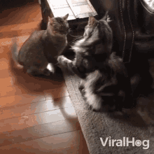 Cats Playing Viralhog GIF - Cats Playing Viralhog Play Fight GIFs
