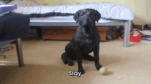 A Very Well Trained Dog GIF - Stay Good Boy GIFs