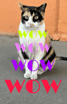 a calico cat is sitting in front of a wall with the words wow written on it