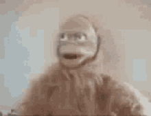 Monkey What GIF - Monkey What Confused GIFs