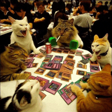 Card Cat GIF - Card Cat Iyuhho Yio GIFs
