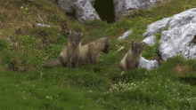 Waiting National Geographic GIF - Waiting National Geographic The Arctic Fox Looks For A Meal GIFs