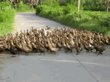 duck ducklings family crossing