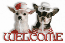Welcome Dogs GIF - Welcome Dogs Puppy GIFs