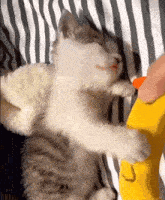 a kitten is sleeping on a striped blanket while being petted by a person .