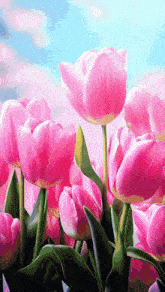 a bunch of pink tulips with green leaves