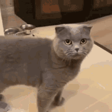 Kucing Kucing Muntah GIF