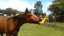 Horse Pony GIF - Horse Pony Chicken GIFs