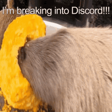 Capybara Breaking GIF - Capybara Breaking GIFs