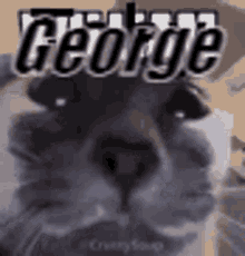 George Cat GIF - George Cat GIFs