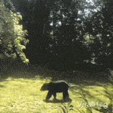 Startled Black Bear GIF
