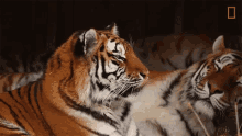 Chill Tigers101 GIF - Chill Tigers101 Nat Geo Wild GIFs