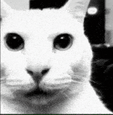 Cat Despair GIF - Cat Despair Meme GIFs