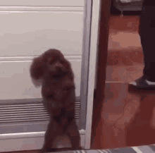 Funny Dogs GIF - Funny Dogs Dog GIFs