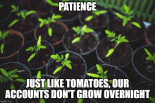 Patient Tomatoes Grow Your Account GIF - Patient Tomatoes Grow Your Account Day Trader GIFs