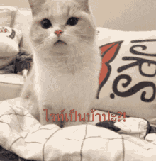 a cat is sitting on a bed next to a pillow that says ' jesus ' on it