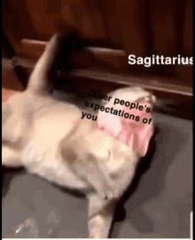 Sagi Sagittarius GIF - Sagi Sagittarius Cute GIFs
