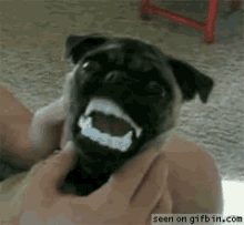 Oh My Sweet Jeebus… GIF - Dog Pug Vampire GIFs
