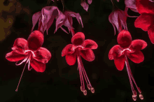 Redflower GIF - Redflower GIFs