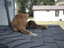 cat squirrel play roll