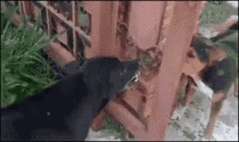 Dogs Angry GIF - Dogs Angry Fail GIFs