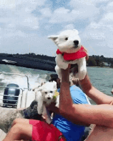 Cute Dogs Funny Animals GIF - Cute Dogs Funny Animals Pets GIFs