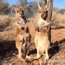 rubbing belly itchy tummy kangaroo